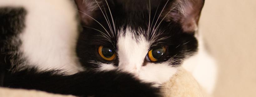 Stock photo of a cheeky looking black and white kitten with golden eyes. It is lying down with its tail draped artfully in front of its nose as it looks at the camera